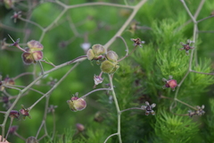 Afrotysonia glochidiata