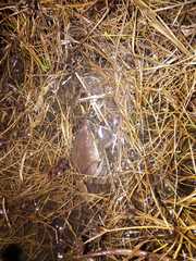 Elachistocleis bicolor