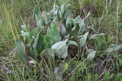 Afrotysonia glochidiata