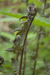 Athyrium sinense