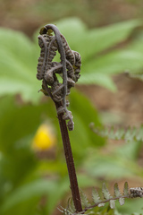 Athyrium sinense