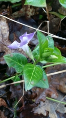 Vinca major