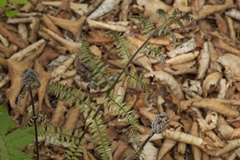 Athyrium sinense