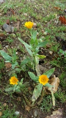 Calendula arvensis