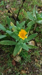 Calendula arvensis