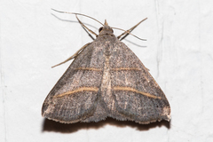 Hemeroplanis parallela