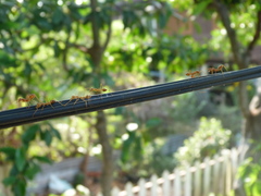 Oecophylla smaragdina