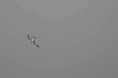 Thalasseus albididorsalis