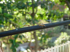 Oecophylla smaragdina