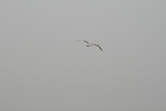 Thalasseus albididorsalis