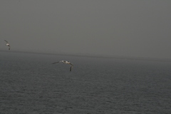 Thalasseus albididorsalis