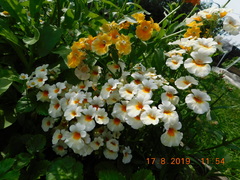 Nemesia strumosa