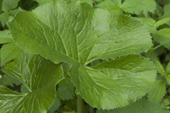 Ligularia sachalinensis