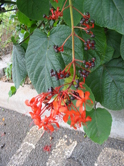 Clerodendrum speciosissimum