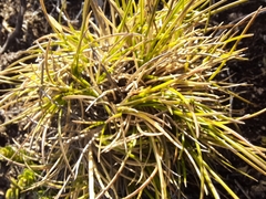 Festuca magellanica