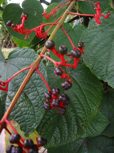 Clerodendrum speciosissimum