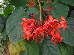 Clerodendrum speciosissimum