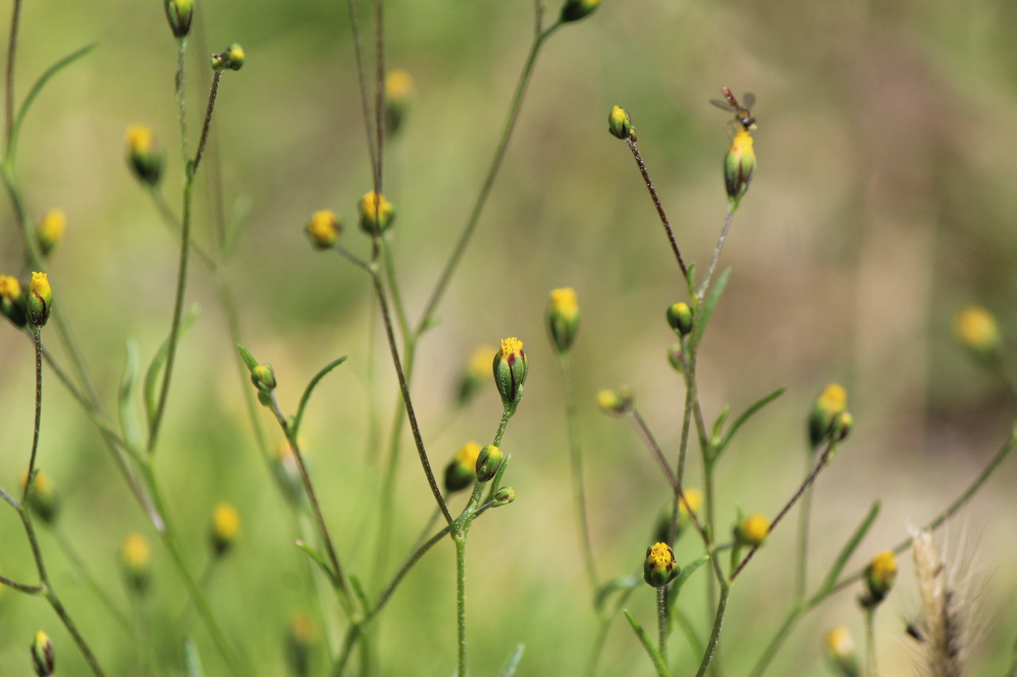 Schkuhria pinnata