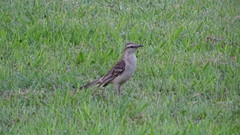 Mimus saturninus