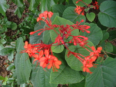 Clerodendrum speciosissimum