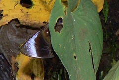 Amnosia decora