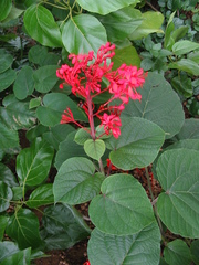 Clerodendrum speciosissimum
