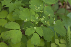 Thalictrum baicalense
