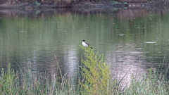 Tyrannus savana