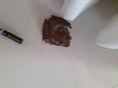 Polypedates cruciger