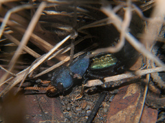 Platydracus wittei