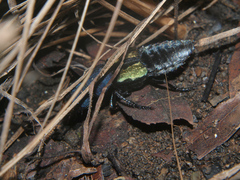 Platydracus wittei