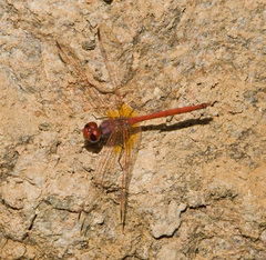 Trithemis arteriosa