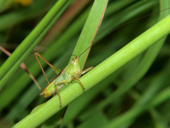 Conocephalus iris