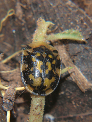 Aethiopocassis