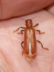 Aphelochroa