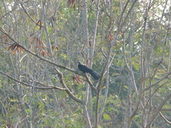 Eudynamys scolopaceus