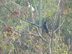 Eudynamys scolopaceus