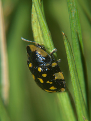 Aethiopocassis