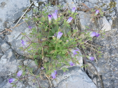 Campanula drabifolia