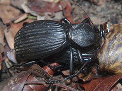 Tefflus zebulianus