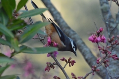 White-Eared Sibia photo 4