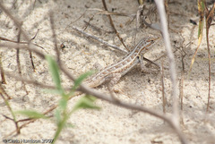 Sceloporus cozumelae