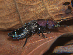 Platydracus procerus