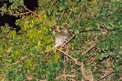 Coendou longicaudatus