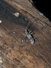 Graciliderolus