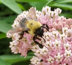 Bombus griseocollis