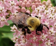 Bombus griseocollis