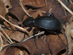 Tefflus zebulianus