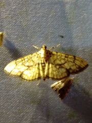 Haritalodes