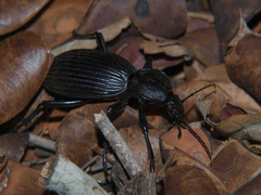 Tefflus zebulianus
